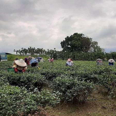 Dong Li Tea Homestay Ruisui Buitenkant foto