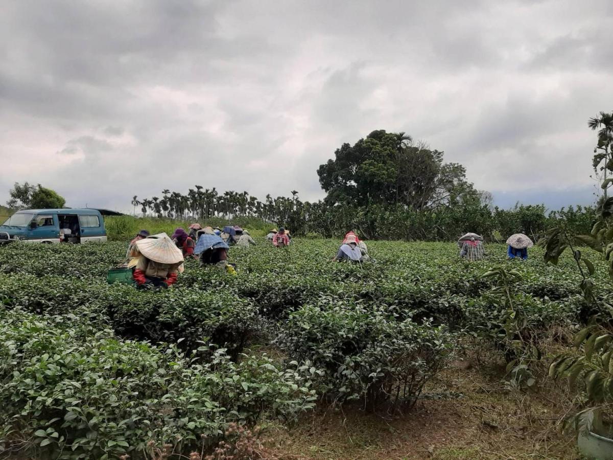 Dong Li Tea Homestay Ruisui Buitenkant foto